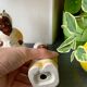Vintage Pepper Salt Shaker in ceramic