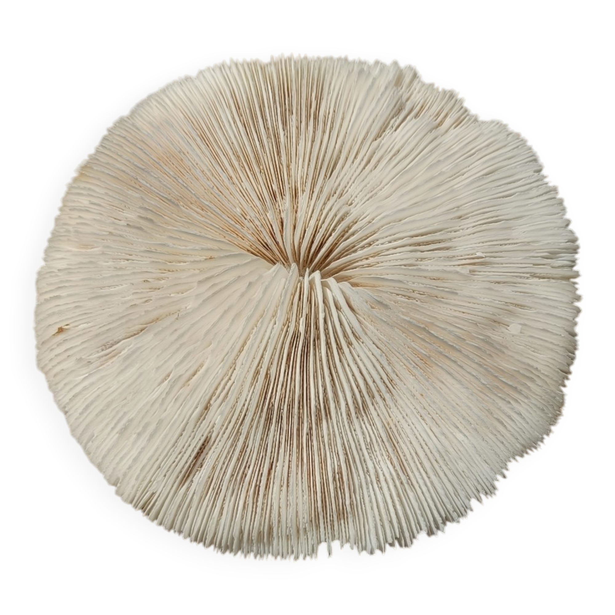 Natural white coral