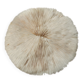 Corail blanc naturel