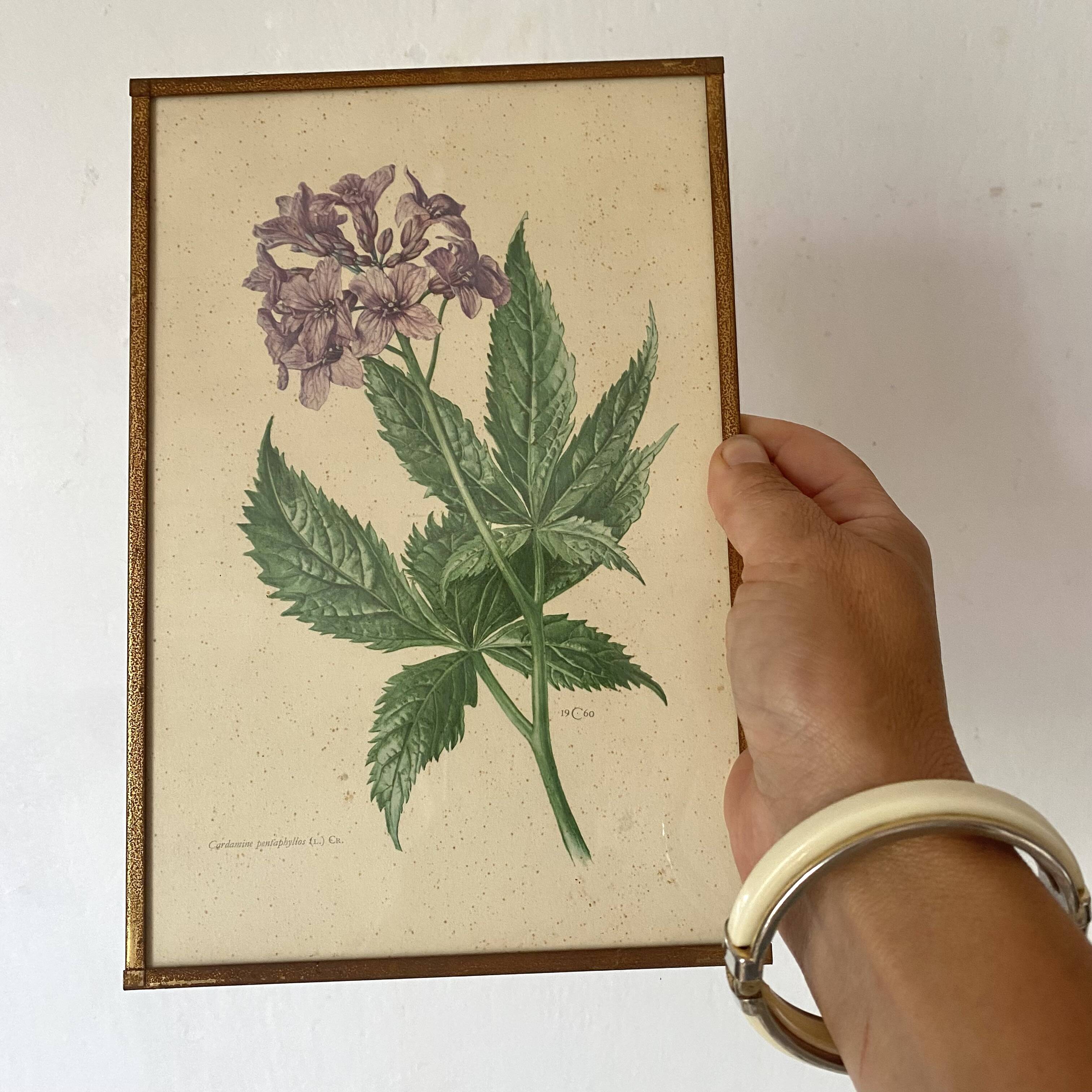 Botanical posters, flower and lemon lithographs, metal frame