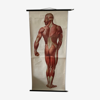 Affiche anatomique du corps humain