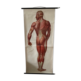 Affiche anatomique du corps humain