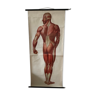 Affiche anatomique du corps humain