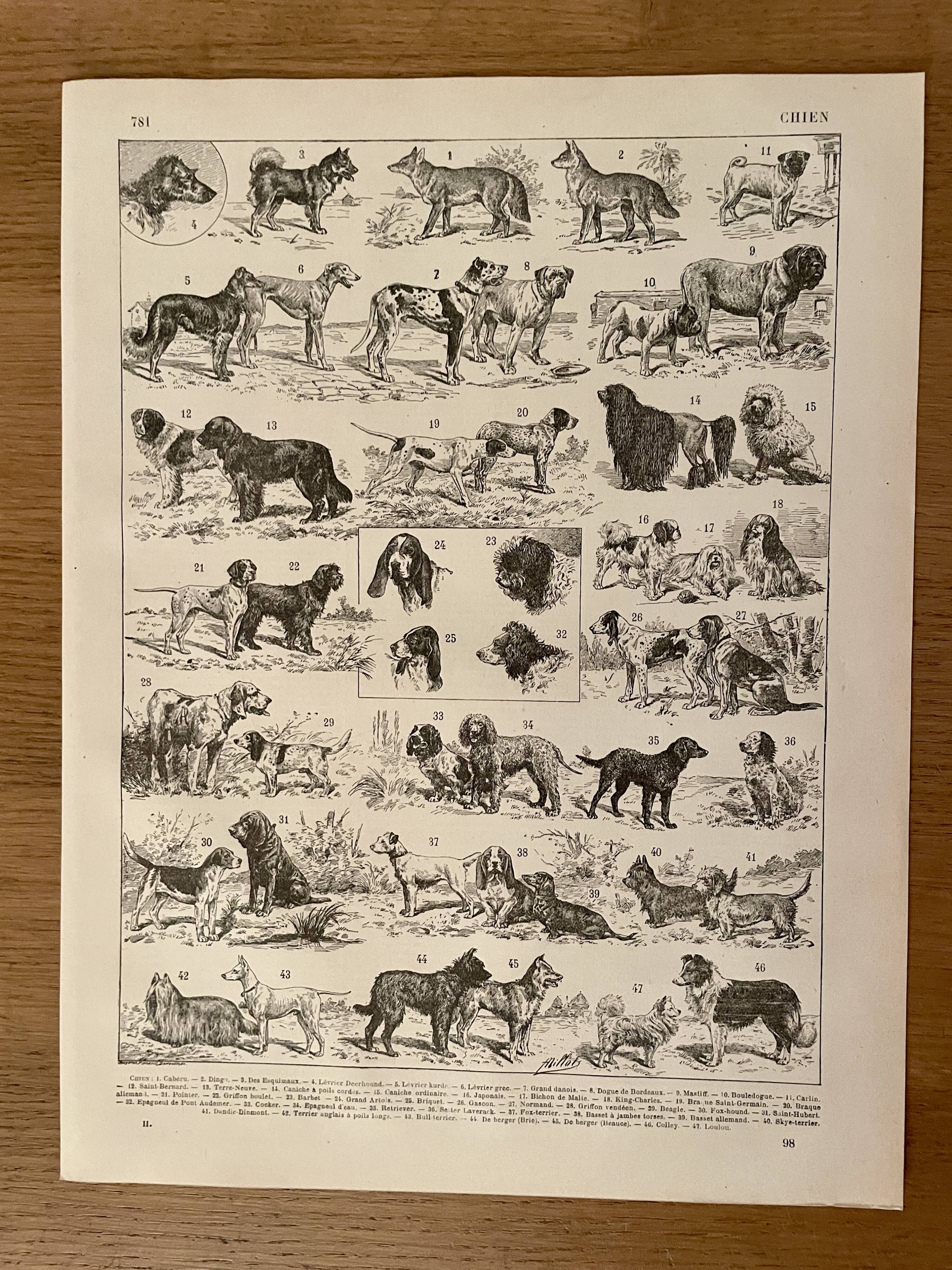 Lithograph on dogs - 1900