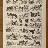 Lithograph on dogs - 1900