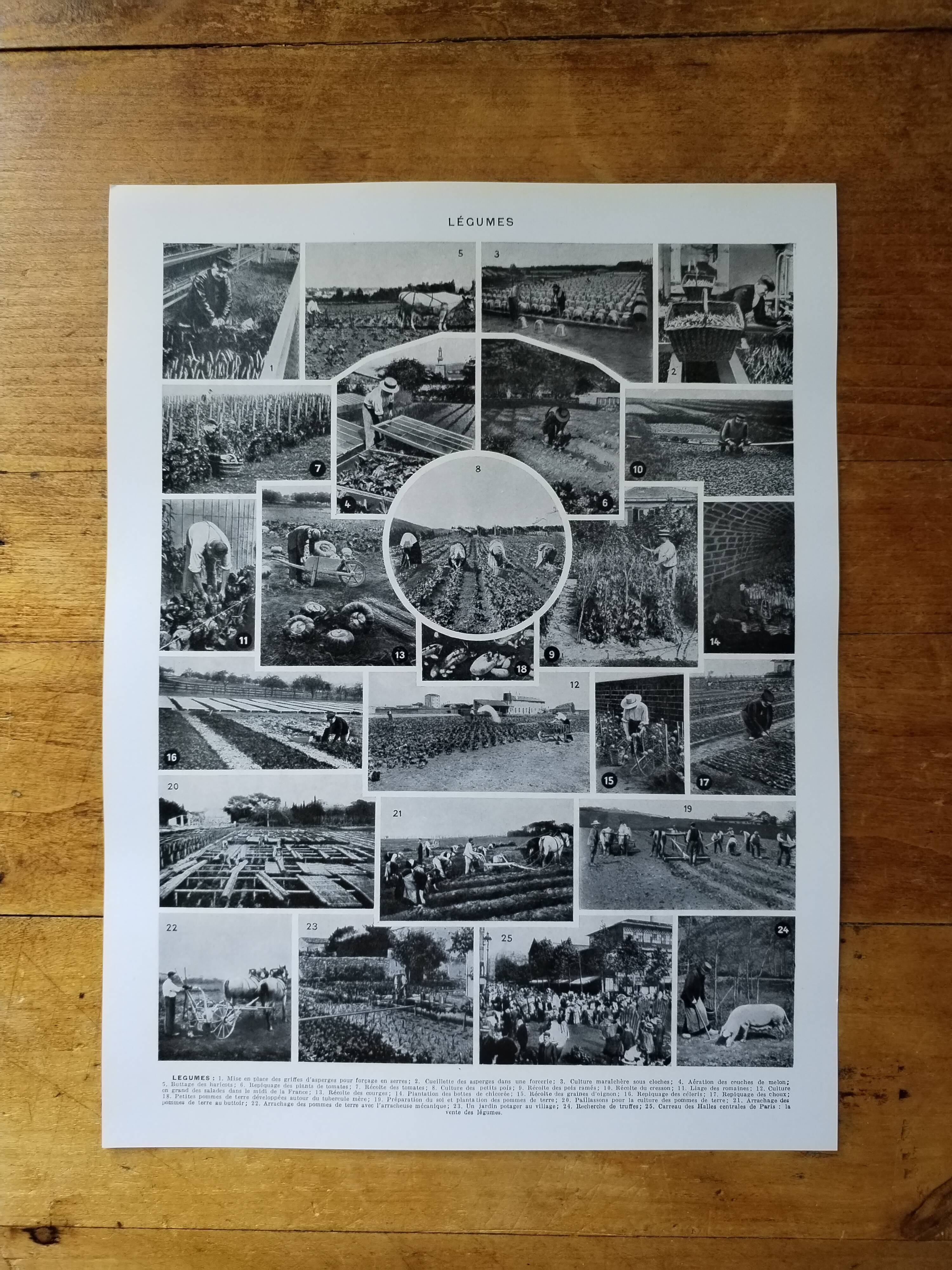 Original lithograph of vegetables and vegetable plants