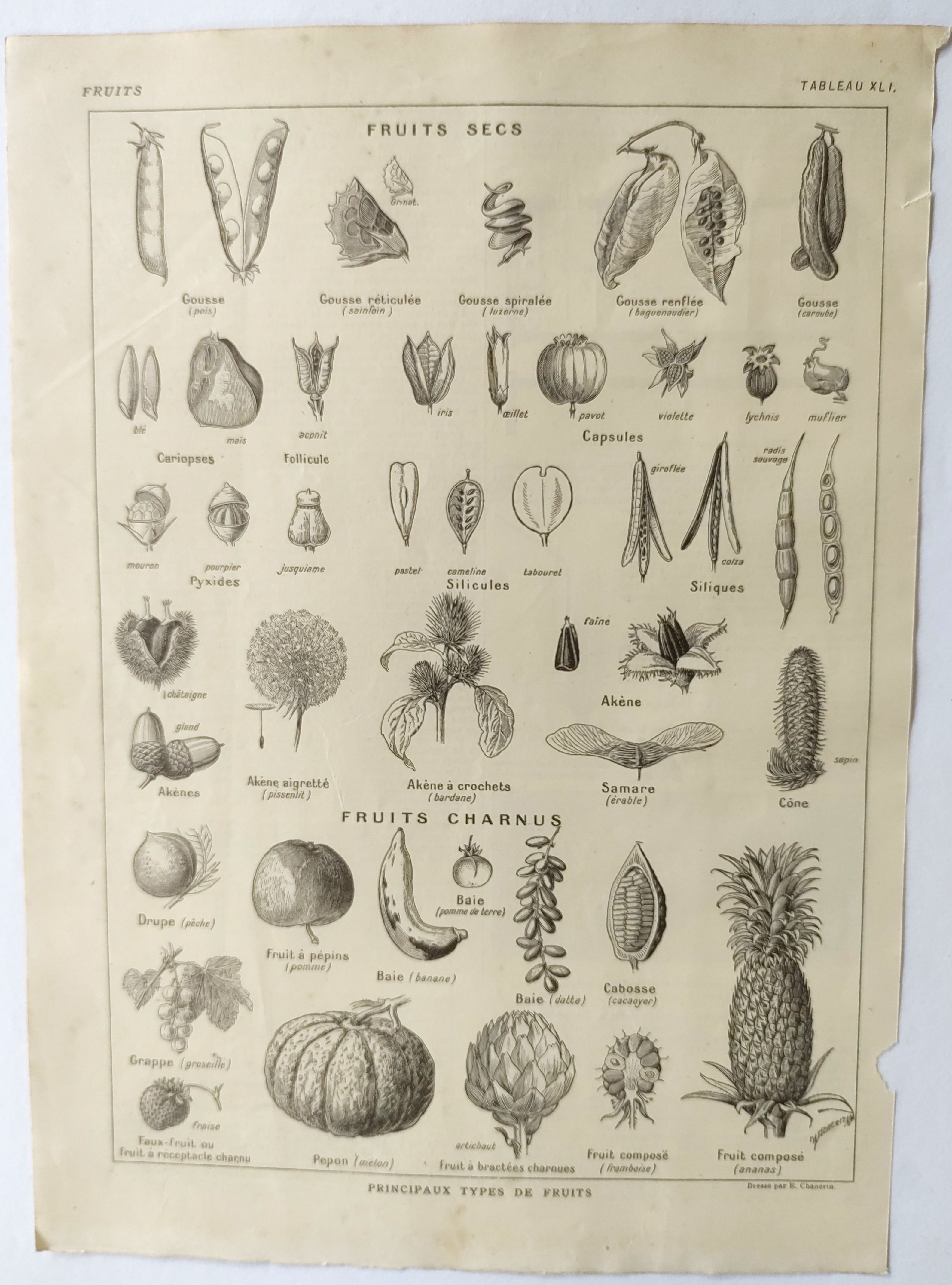 Gravure ancienne • Fruits, graines et légumes • Affiche originale de 1922