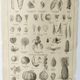 Gravure ancienne • Fruits, graines et légumes • Affiche originale de 1922
