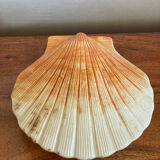 Ceramic scallop shell