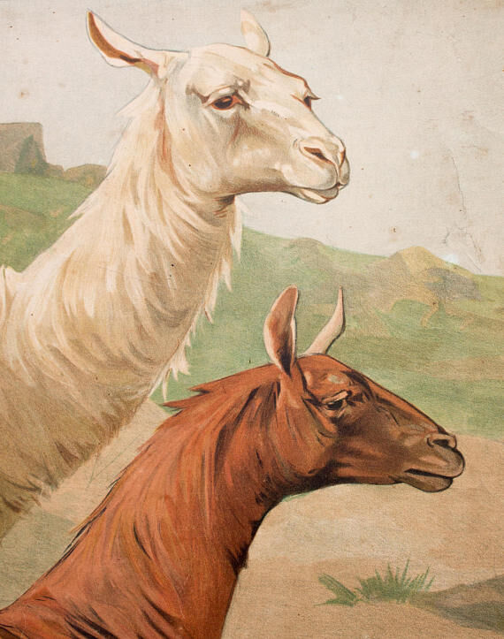 Lama, grille éducatif, 1891