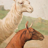 Lama, educational grid, 1891