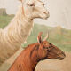 Lama, grille éducatif, 1891