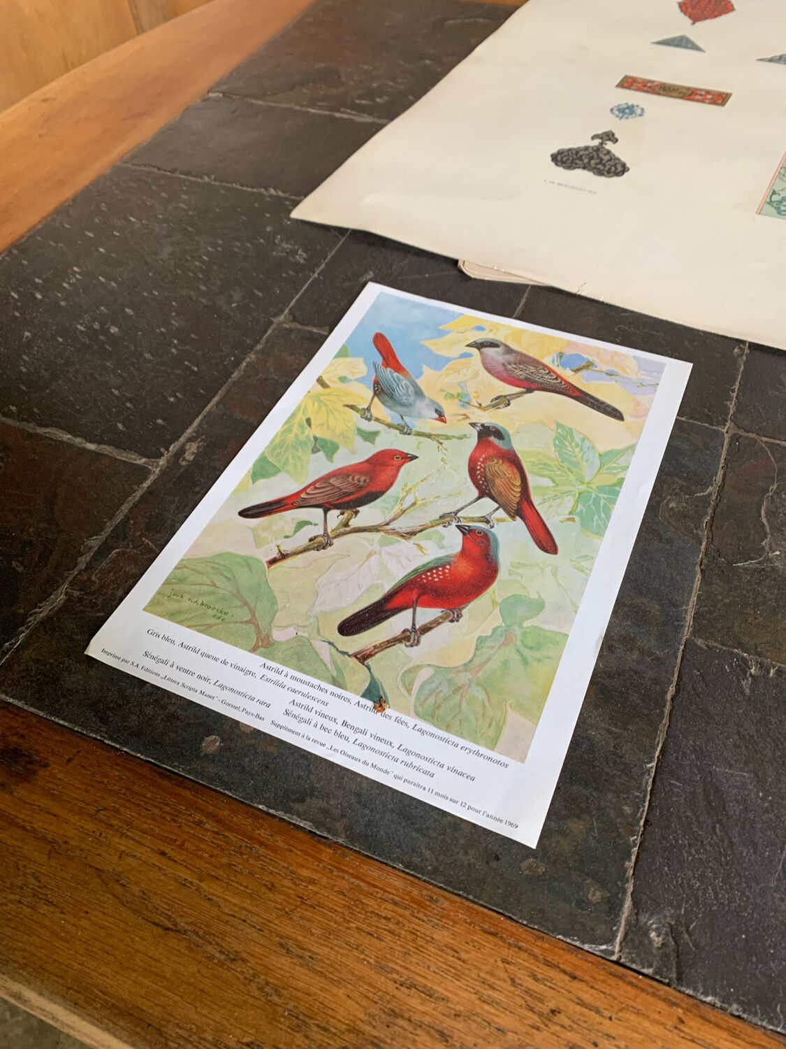 Affichette “Les Oiseaux du Monde” – 1969
