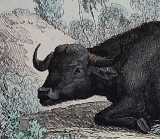 Planche zoologique originale de 1839 " Buffle, Bison"