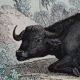 Planche zoologique originale de 1839 " Buffle, Bison"