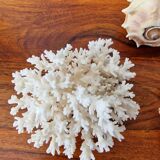 Shells and coral