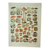 Gravure ancienne 1922, Champignons, cueillette, mycologie, forêt • Lithographie, illustration origin