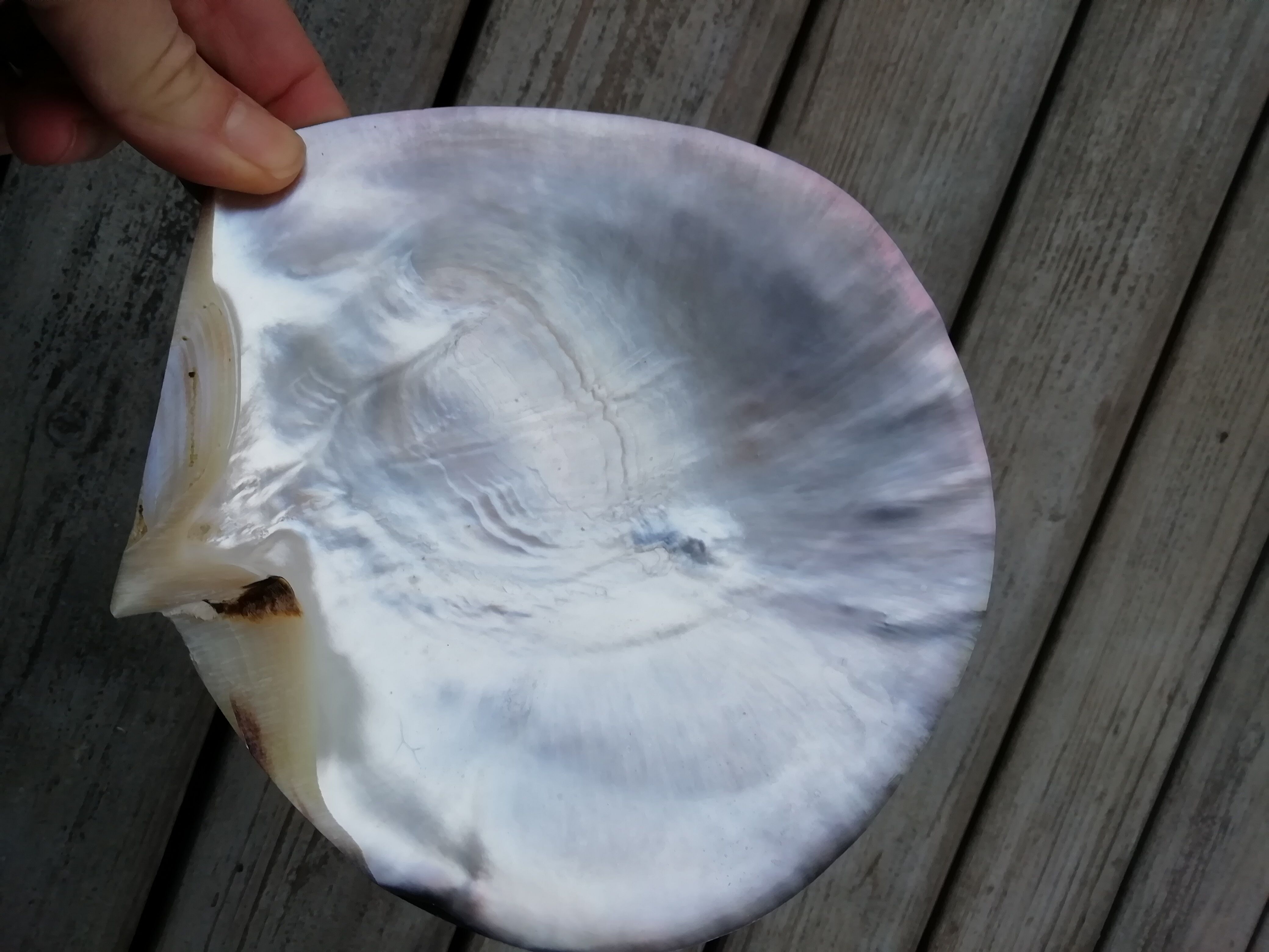 Mother-of-pearl shell