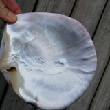 Mother-of-pearl shell