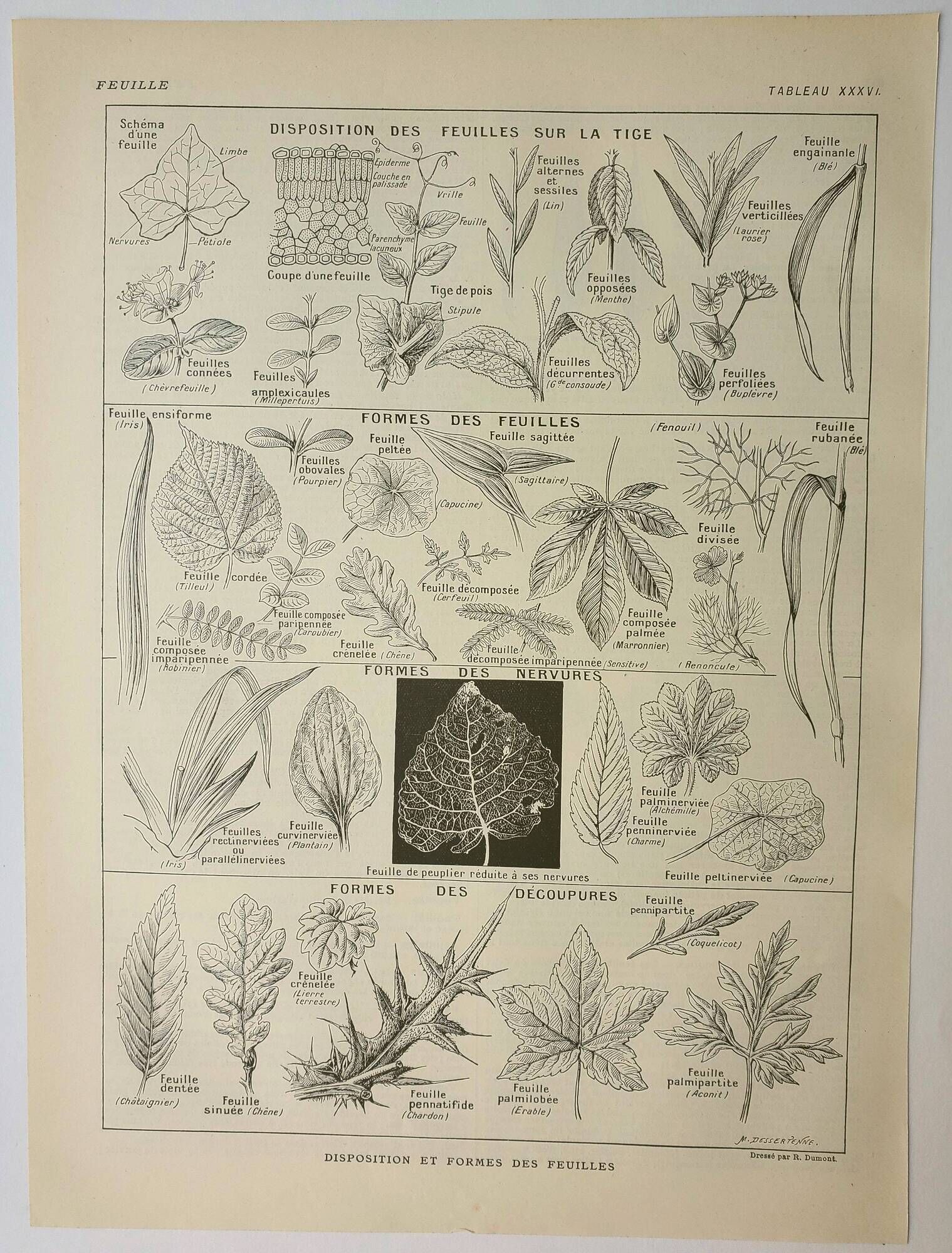 Antique engraving 1922, Leaf shape, botany, veins • Lithograph, original illustration