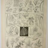 Gravure ancienne 1922, Forme des feuilles, botanique, nervres • Lithographie, illustration originale