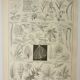 Antique engraving 1922, Leaf shape, botany, veins • Lithograph, original illustration