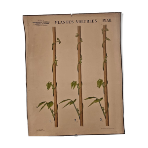 Affiche pédagogique Plantes volubles