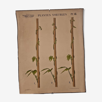 Educational poster "Voluble plants" L.Errera and E.Laurent