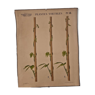 Affiche pédagogique "Plantes volubles" L.Errera et E.Laurent