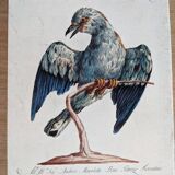7 bird illustrations