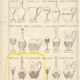 6 Saint-Louis Crystal Glasses - Nelly Model