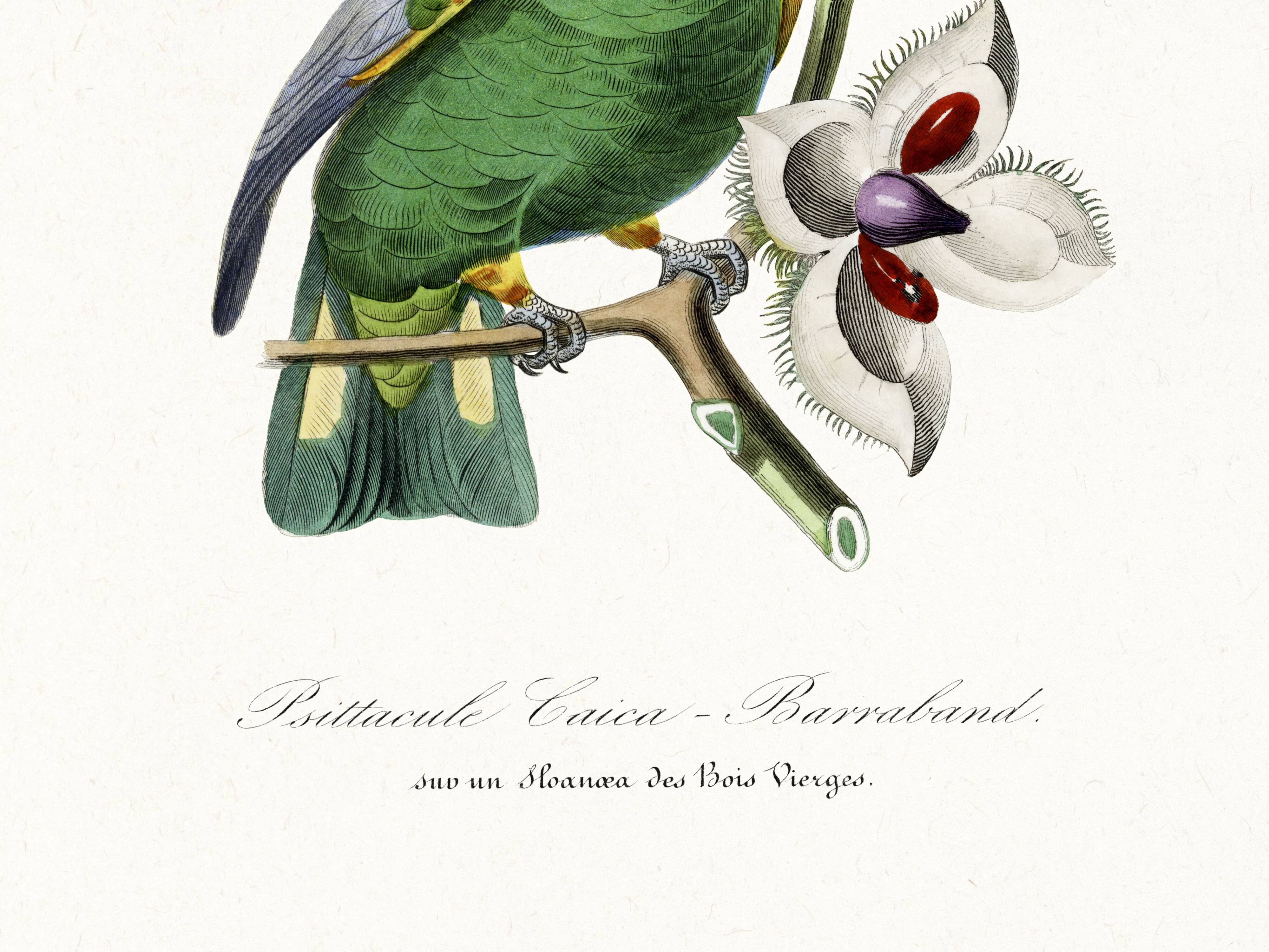 Poster of the Barraband's Caïque (exotic bird), based on an engraving