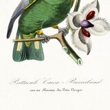 Poster of the Barraband's Caïque (exotic bird), based on an engraving