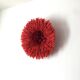 Jujuhat rouge 50 cm
