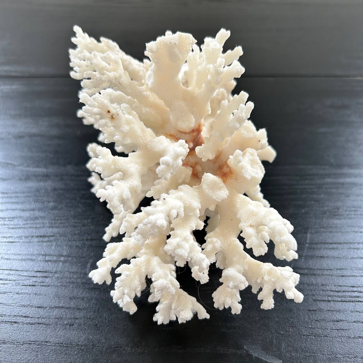 Large white coral