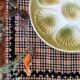Assiettes à huîtres