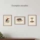 Gravure ancienne 1849 - Pluvian par , Afrique, rivage, insectivore