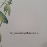 Affiche vintage de botanique, illustration millepertuis