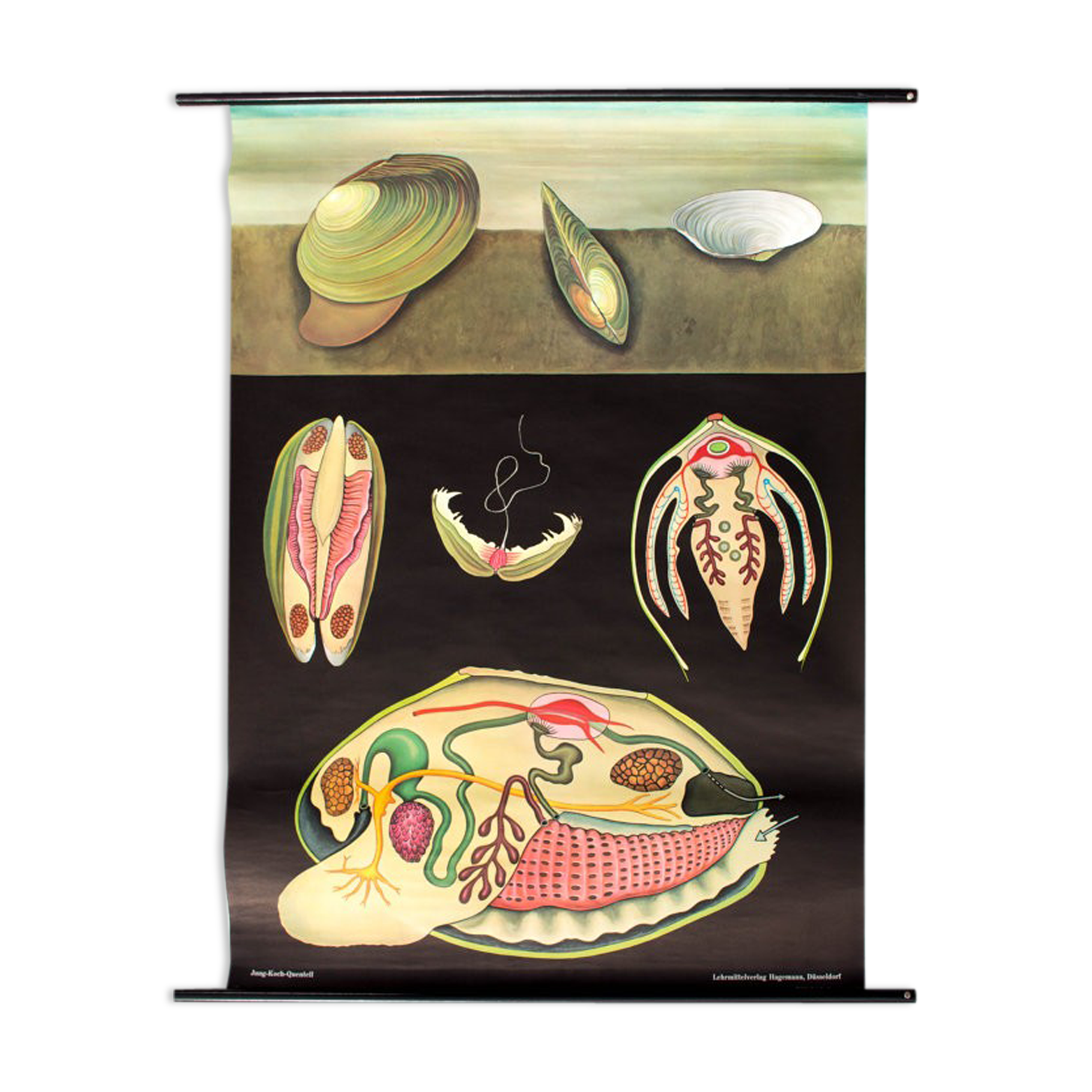 Poster from Jung-Koch-Quentell "mussels blue" 1970