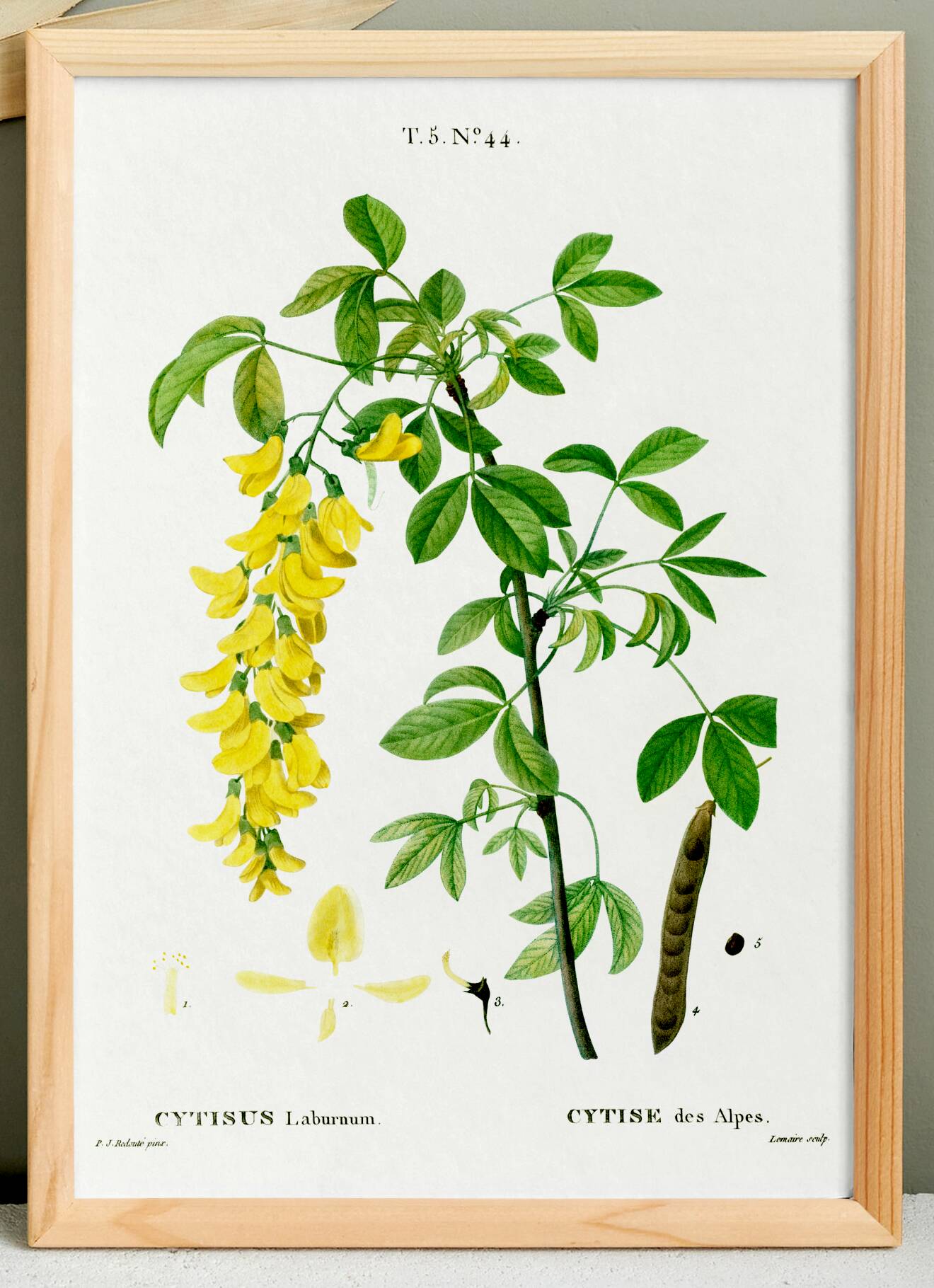 Botanical poster of the Alpine Laburnum, after an old engraving