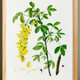 Botanical poster of the Alpine Laburnum, after an old engraving