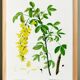 Botanical poster of the Alpine Laburnum, after an old engraving