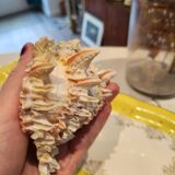 Murex shell