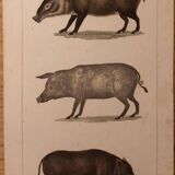 Lithograph late 19th watercolor mammals.