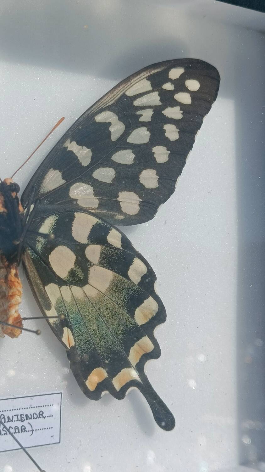 Papillon Antenor de Madagascar