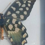 Madagascar Antenor Butterfly