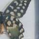 Papillon Antenor de Madagascar