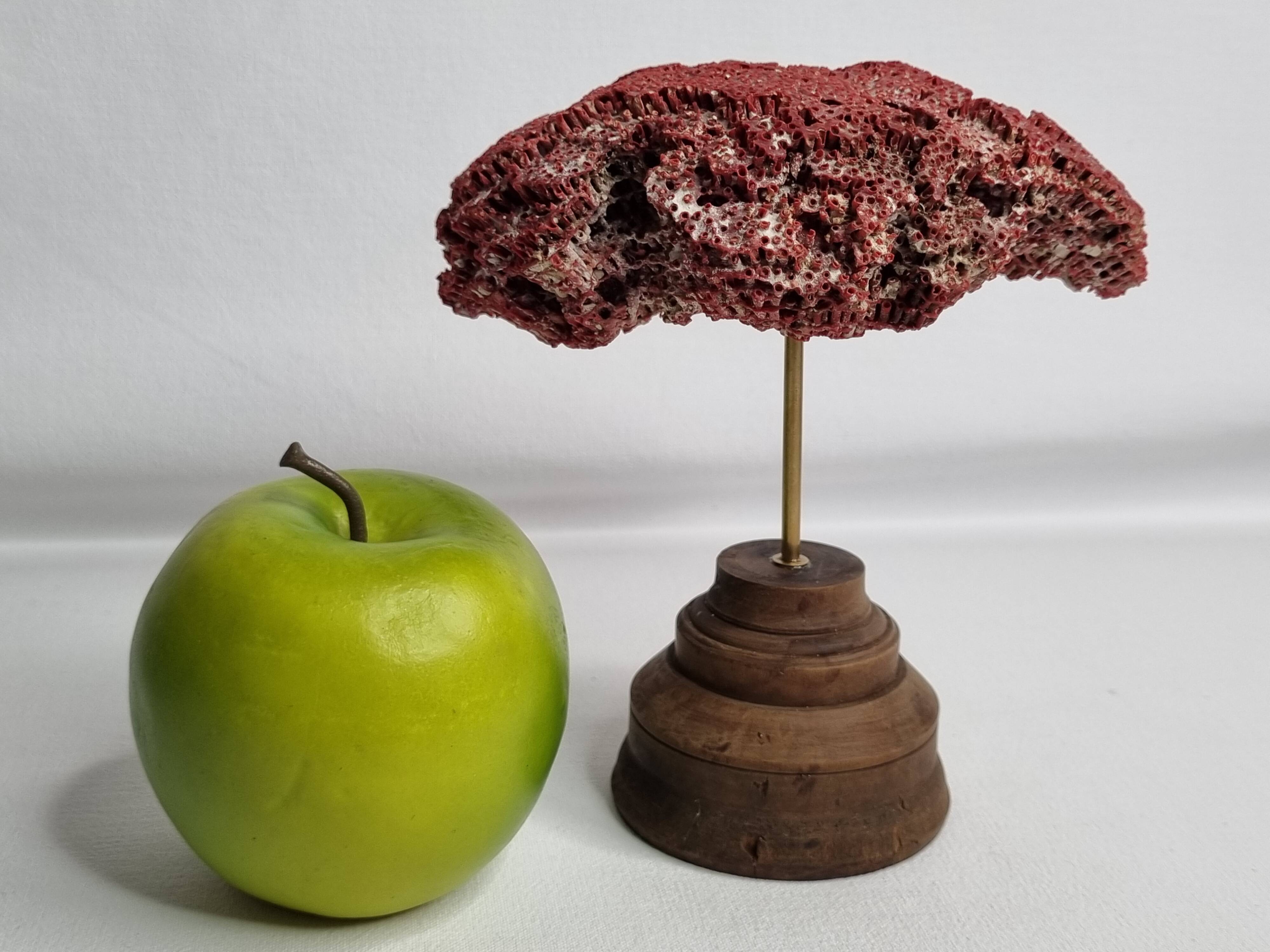 Antique Tubipora musica ornamental coral on wooden base, 16 cm