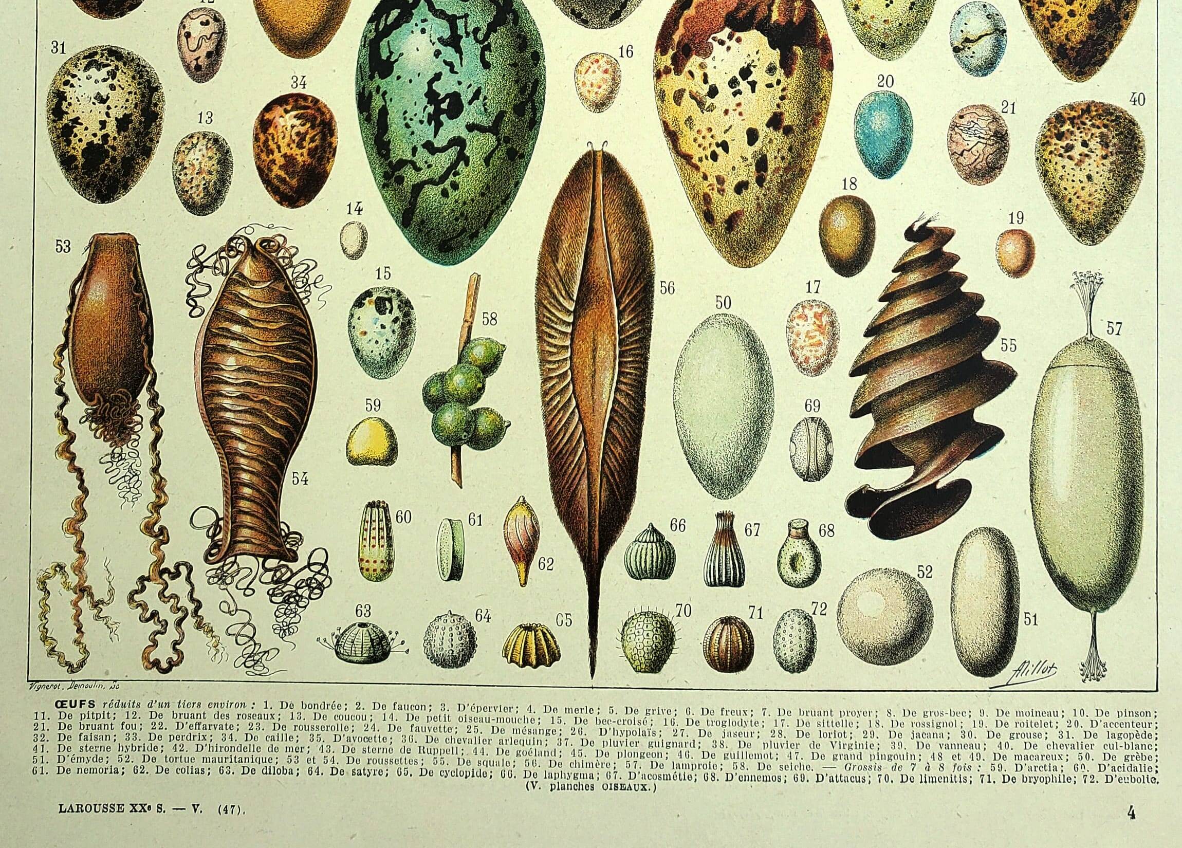 Antique engraving 1928 - Eggs by A. Millot - vintage zoological plate