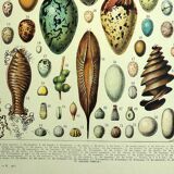 Antique engraving 1928 - Eggs by A. Millot - vintage zoological plate